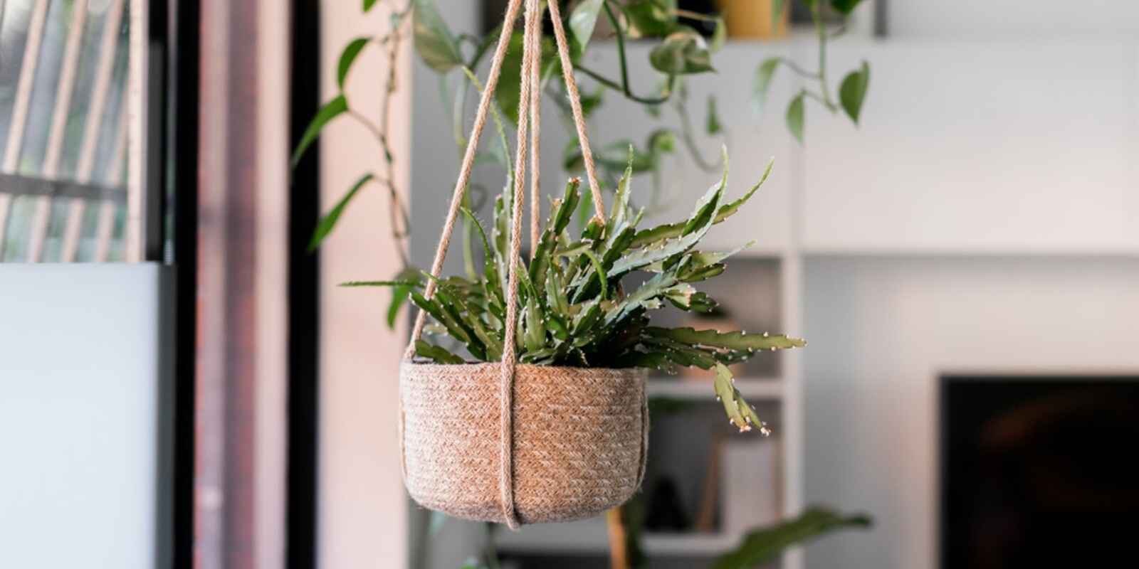 4/69 Warren Road Marrickville