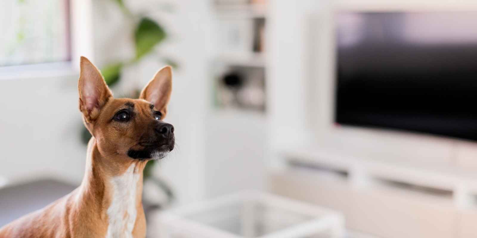 4/69 Warren Road Marrickville