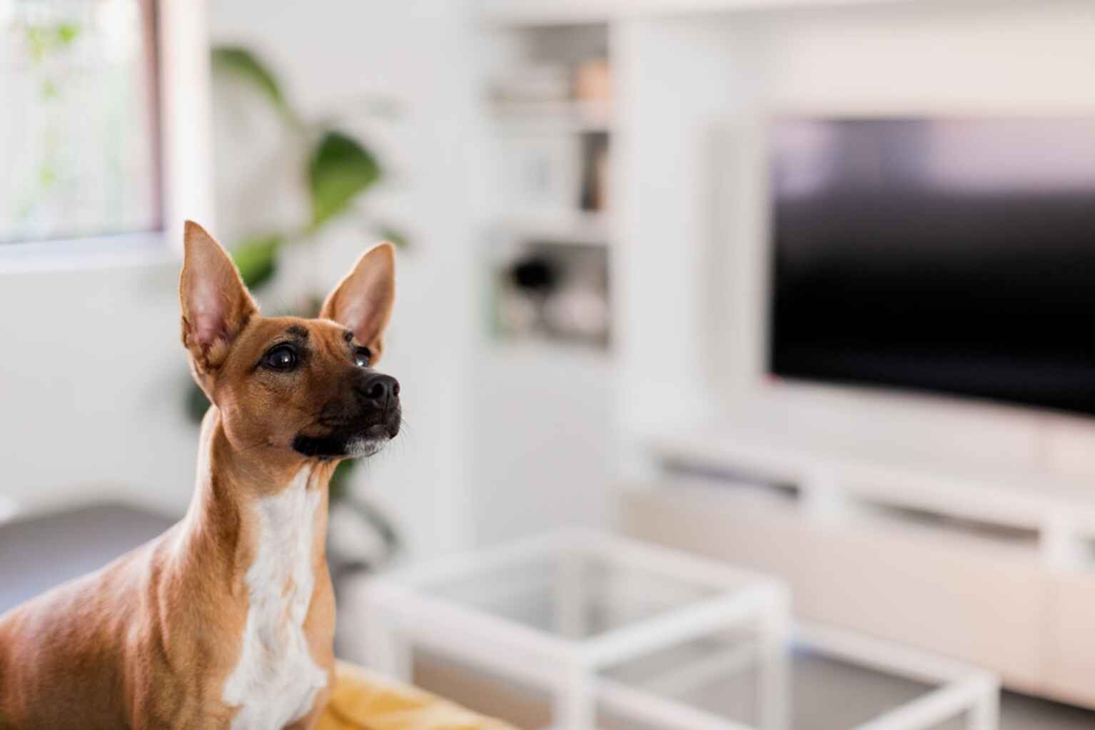 4/69 Warren Road Marrickville