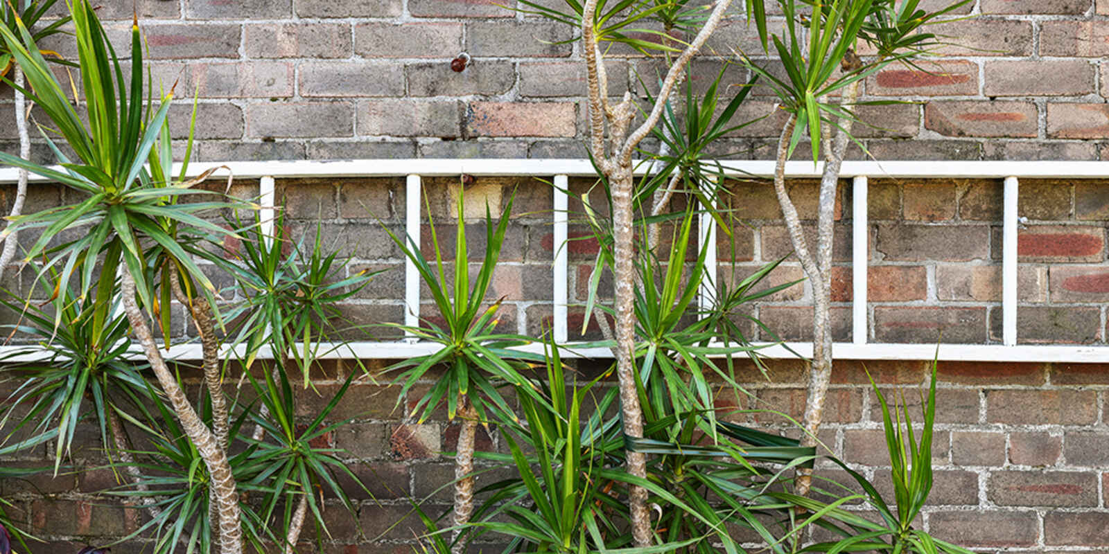 37 Victoria Road Marrickville 37 Victoria Road Marrickville