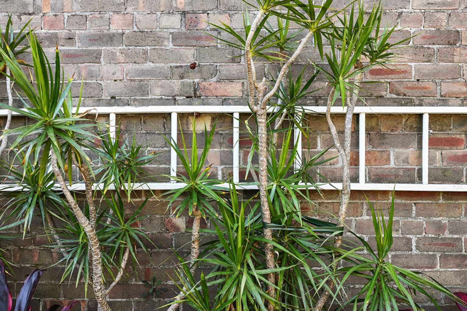 37 Victoria Road Marrickville 37 Victoria Road Marrickville